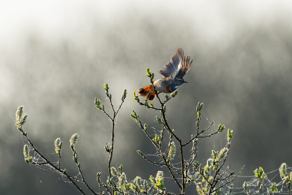 Platz 7 Kajetan Prinz